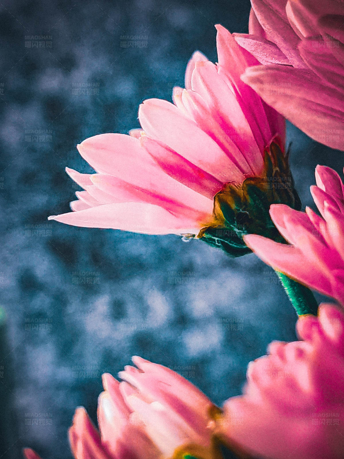 粉色花朵的美丽瞬间图片