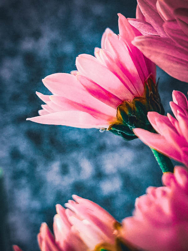 粉色花朵的美丽瞬间图片