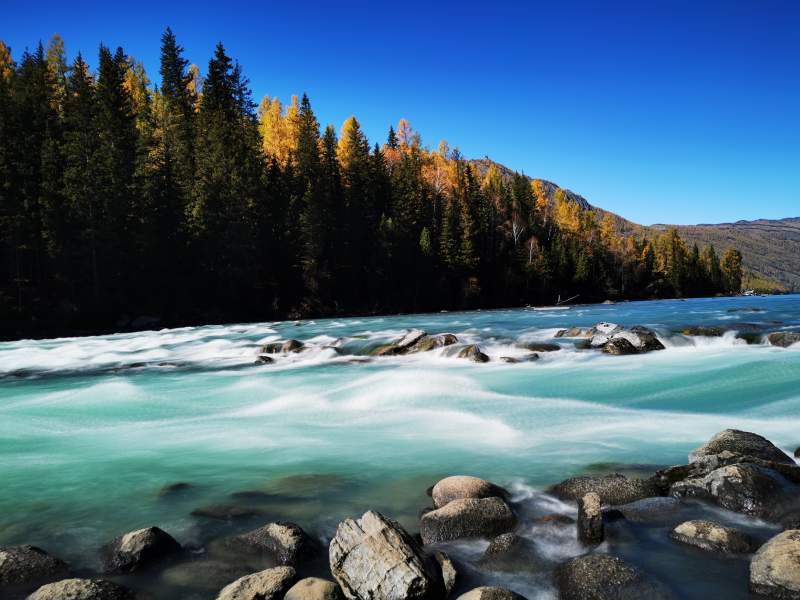 新疆碧水湍流 秋林映衬图片