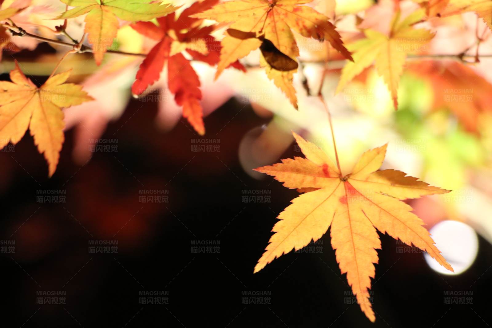 秋日枫叶图片