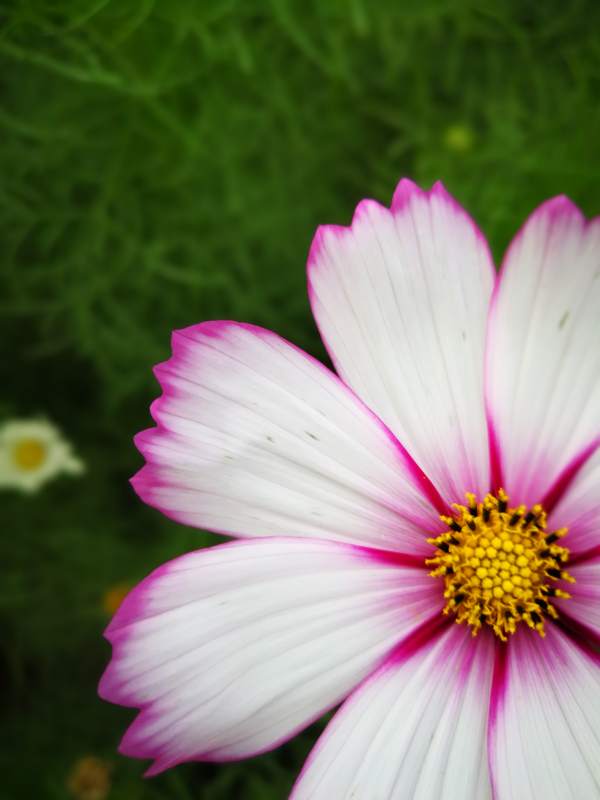 白色花瓣 黄色花蕊图片