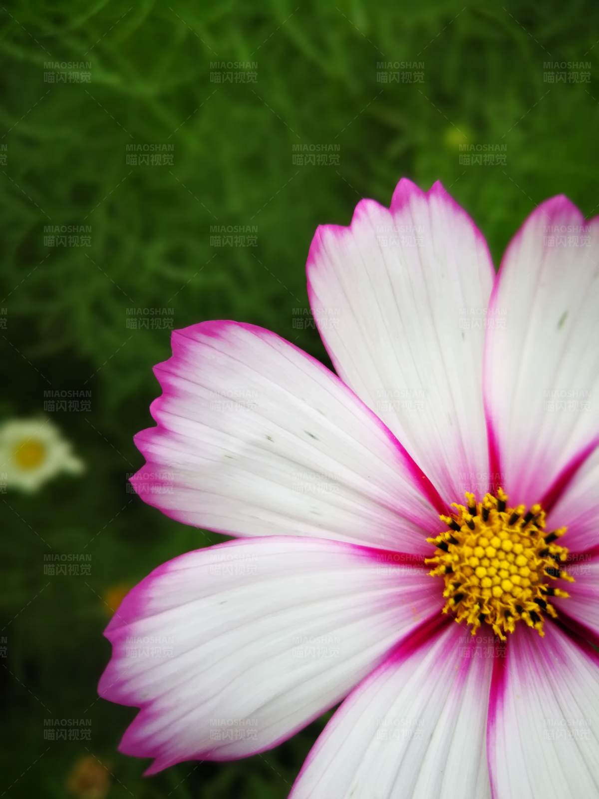 白色花瓣 黄色花蕊图片