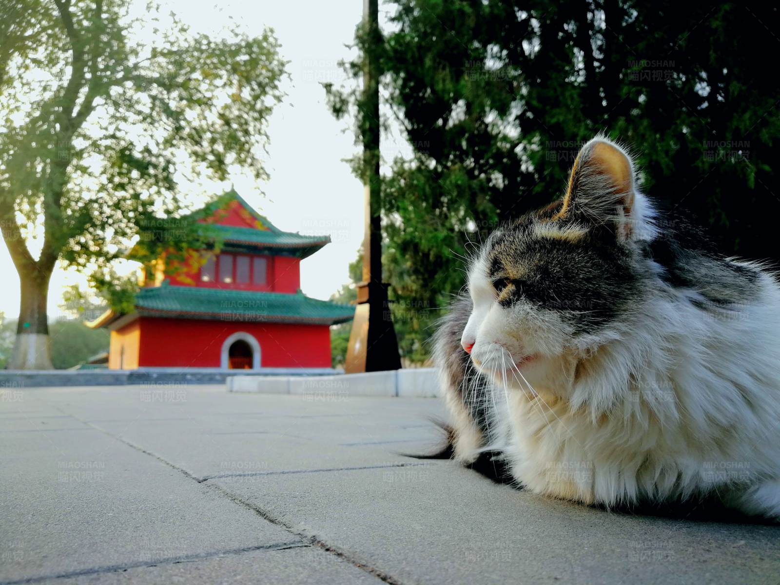 故宫里的猫咪图片