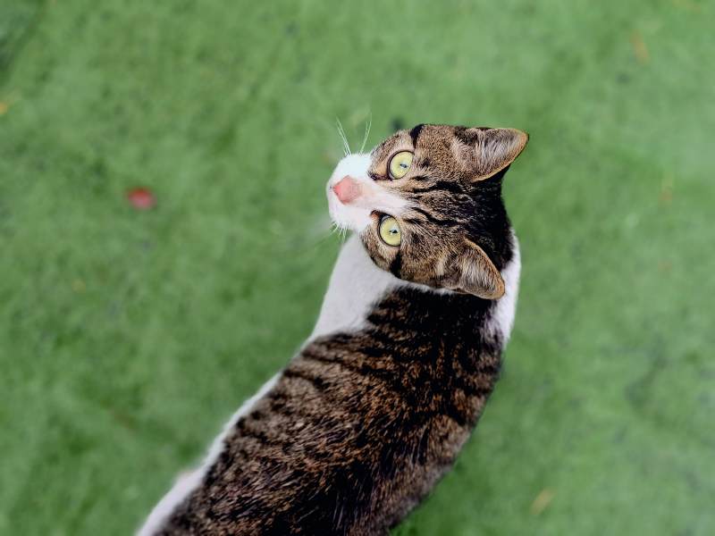 猫咪仰望天空图片