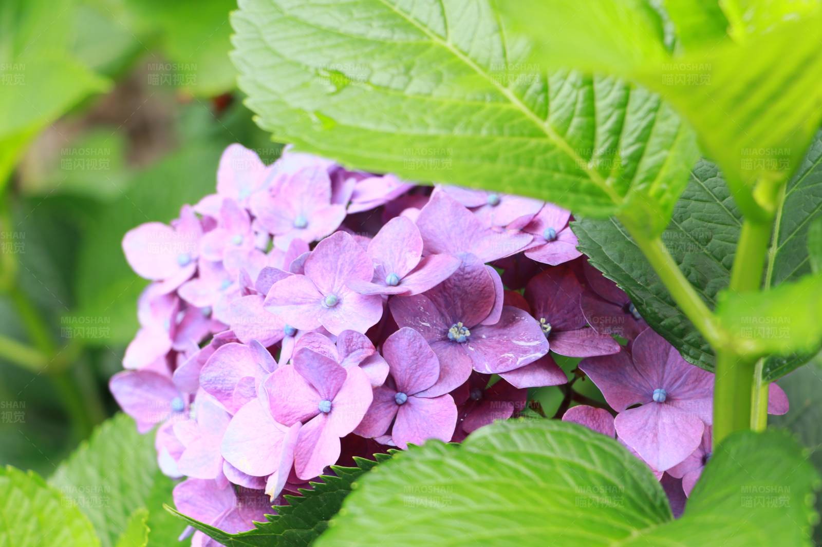 紫色绣球花图片