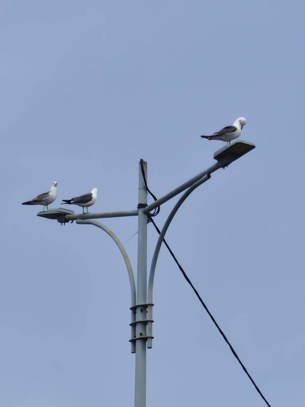 海鸥栖息灯柱上图片