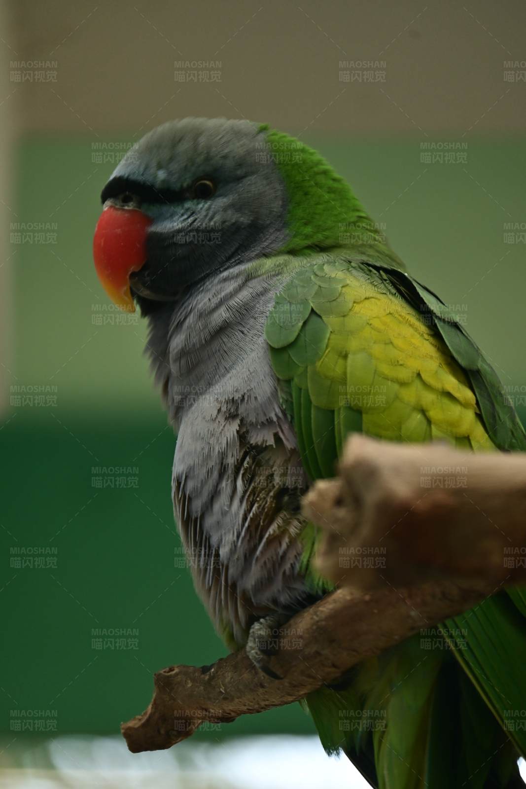 鹦鹉的多彩世界图片
