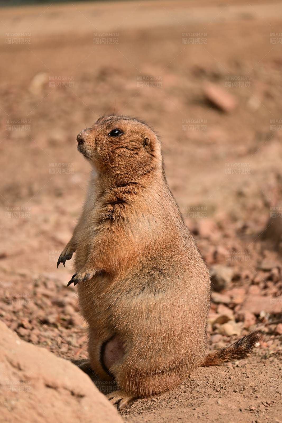 警觉的草原土拨鼠图片