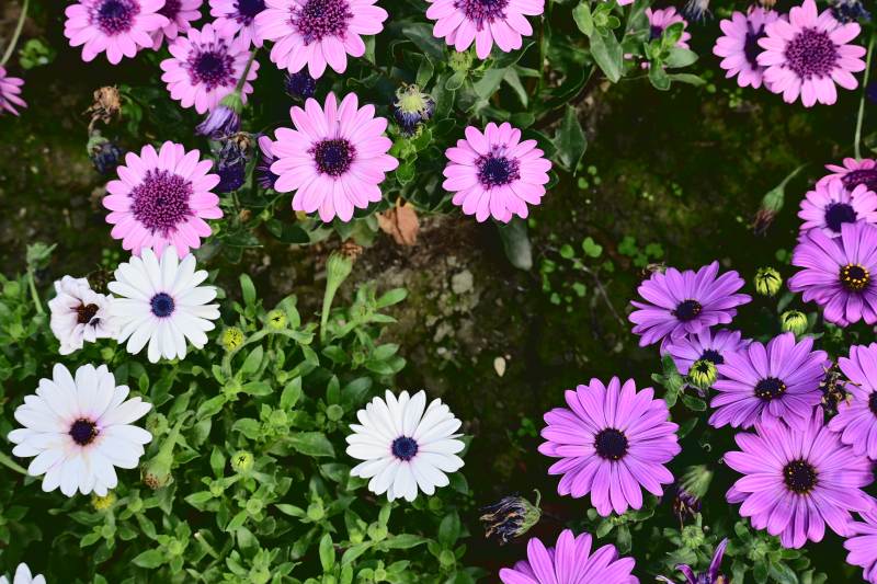 花坛里的紫色和白色花朵图片