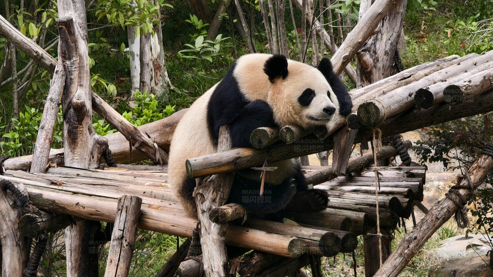 熊猫休息在木结构上图片