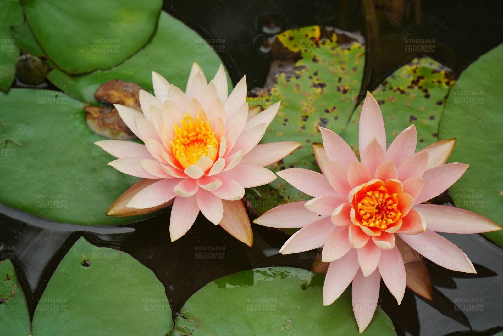 池塘中的两朵粉色莲花图片