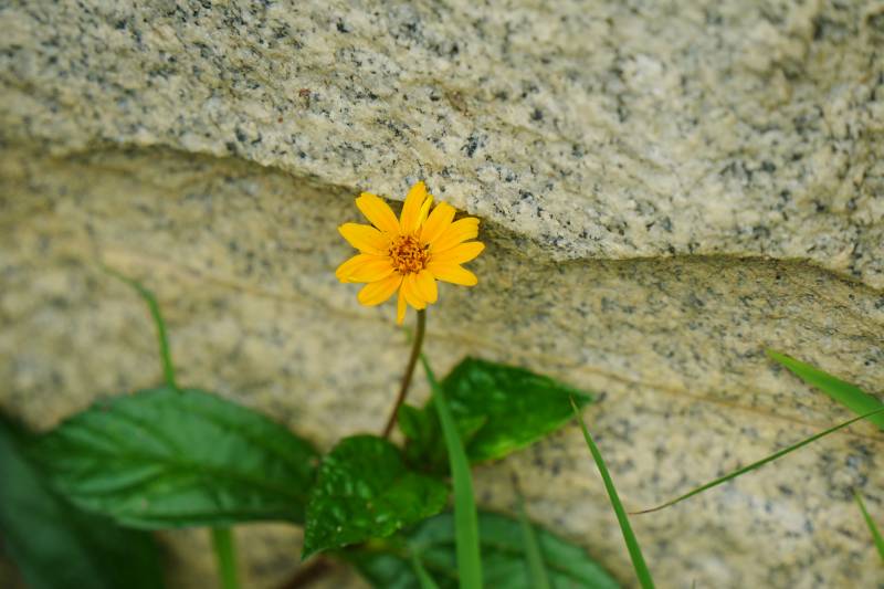 石缝中的黄色小花图片