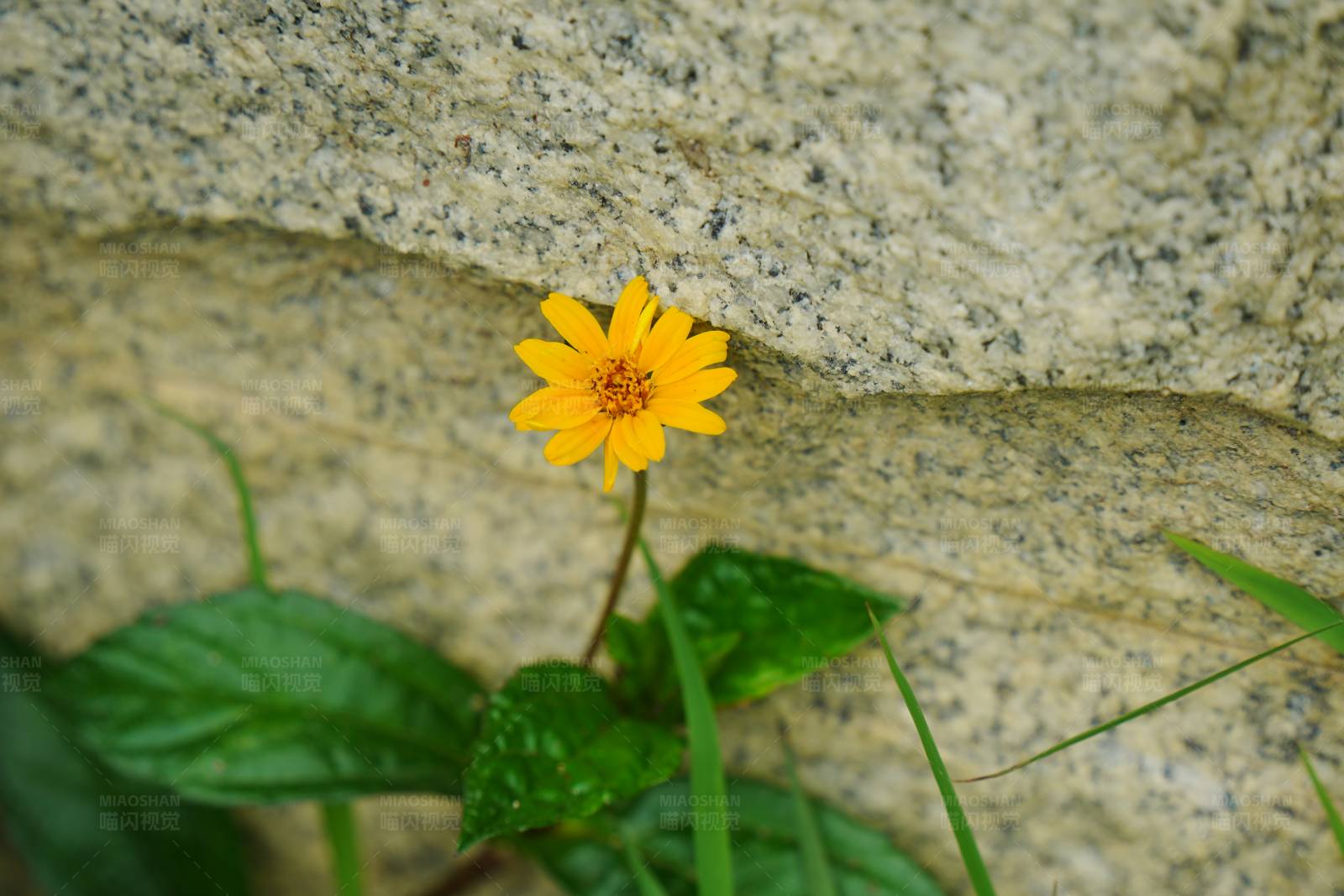 石缝中的黄色小花图片