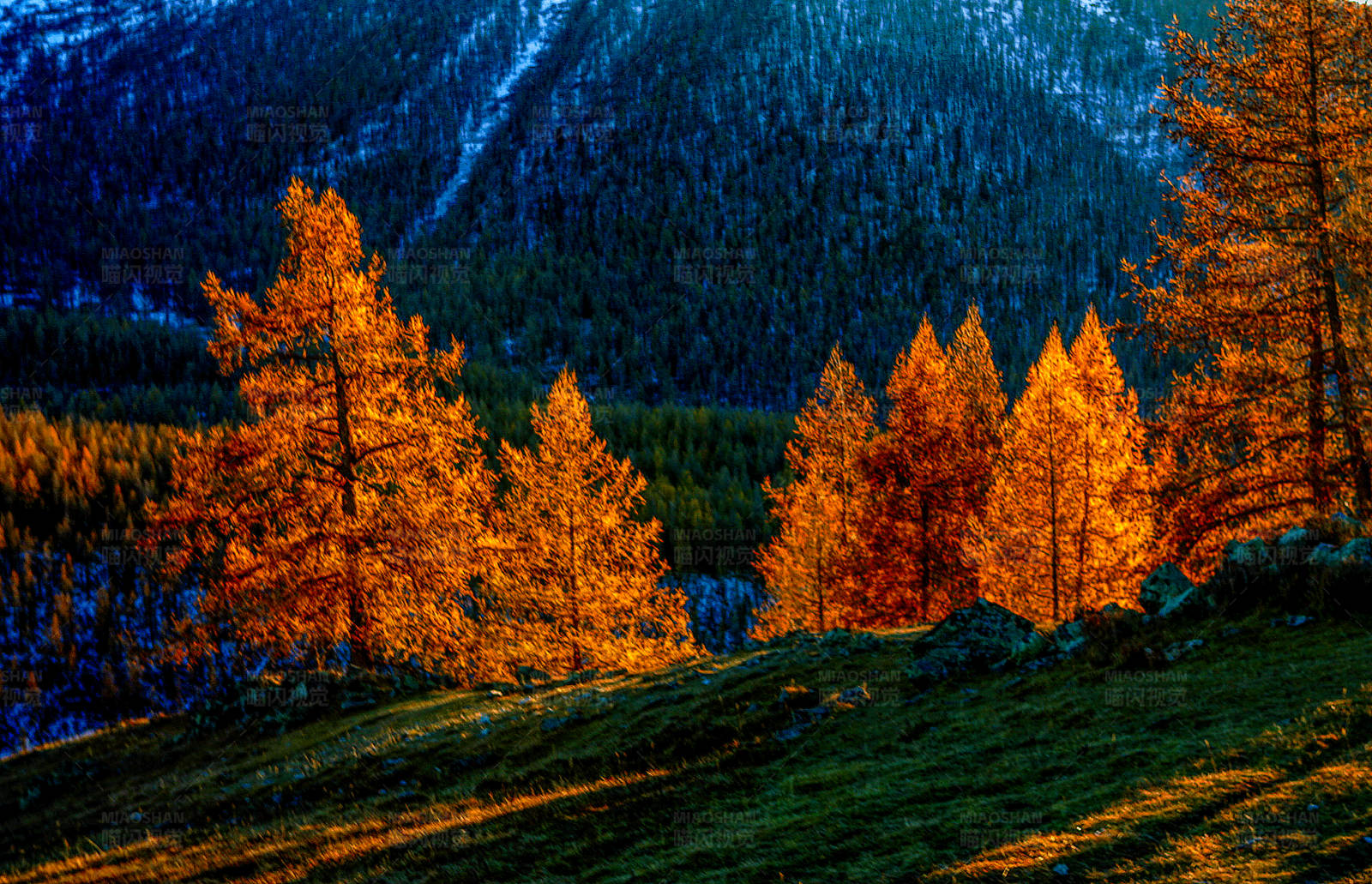 禾木秋日山林晚霞图片
