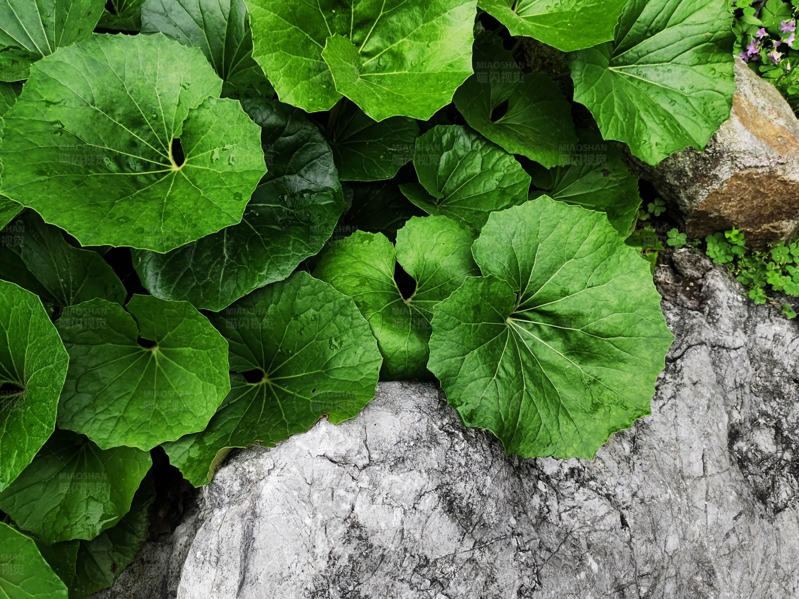 绿叶与石图片