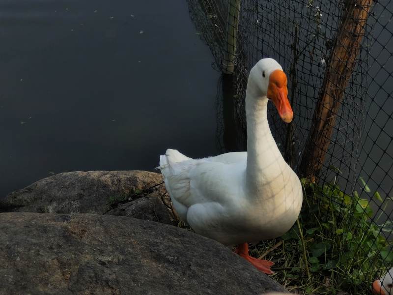 湖边的白鹅图片