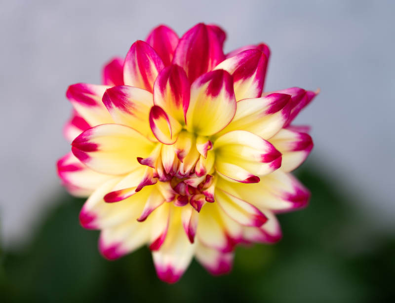 粉黄相间的大丽花图片