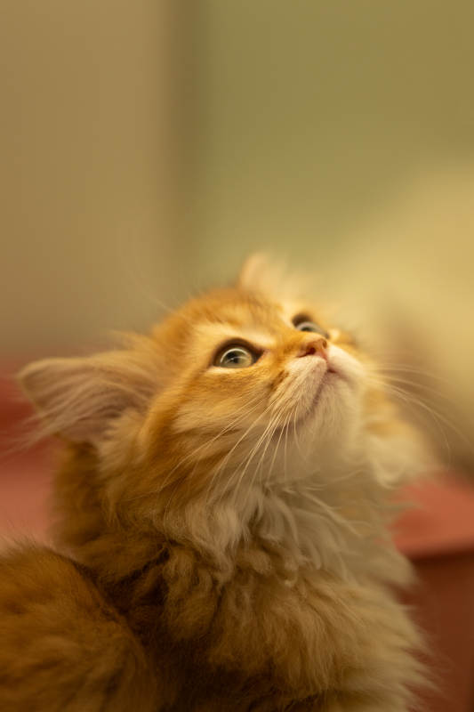 好奇的小猫图片