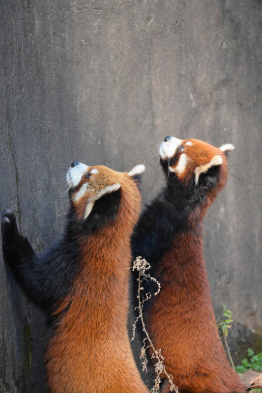 两只小熊猫仰望天空图片