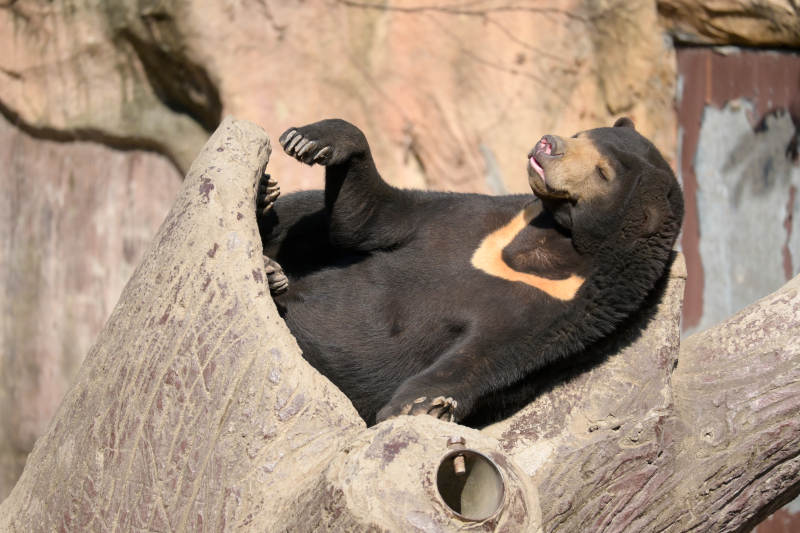 黑熊悠闲树干上图片