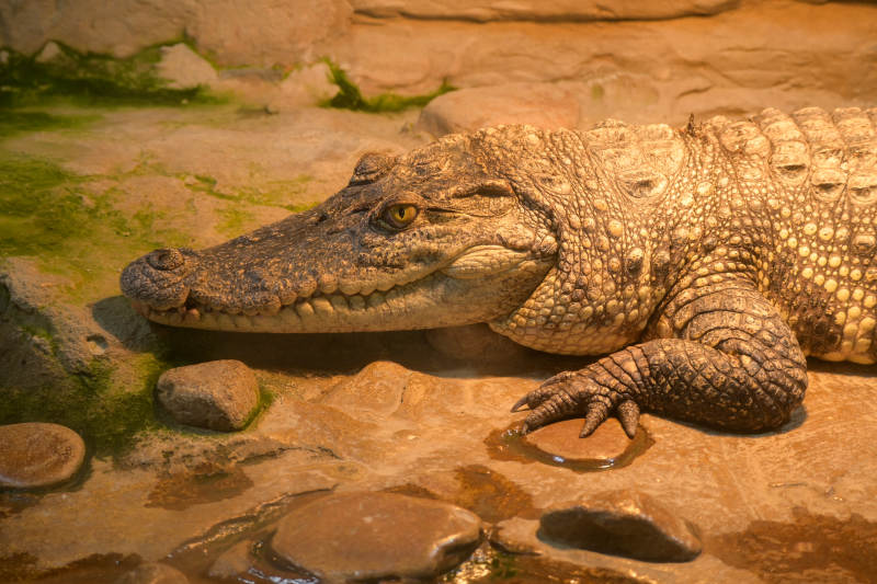 鳄鱼静卧岩石旁图片