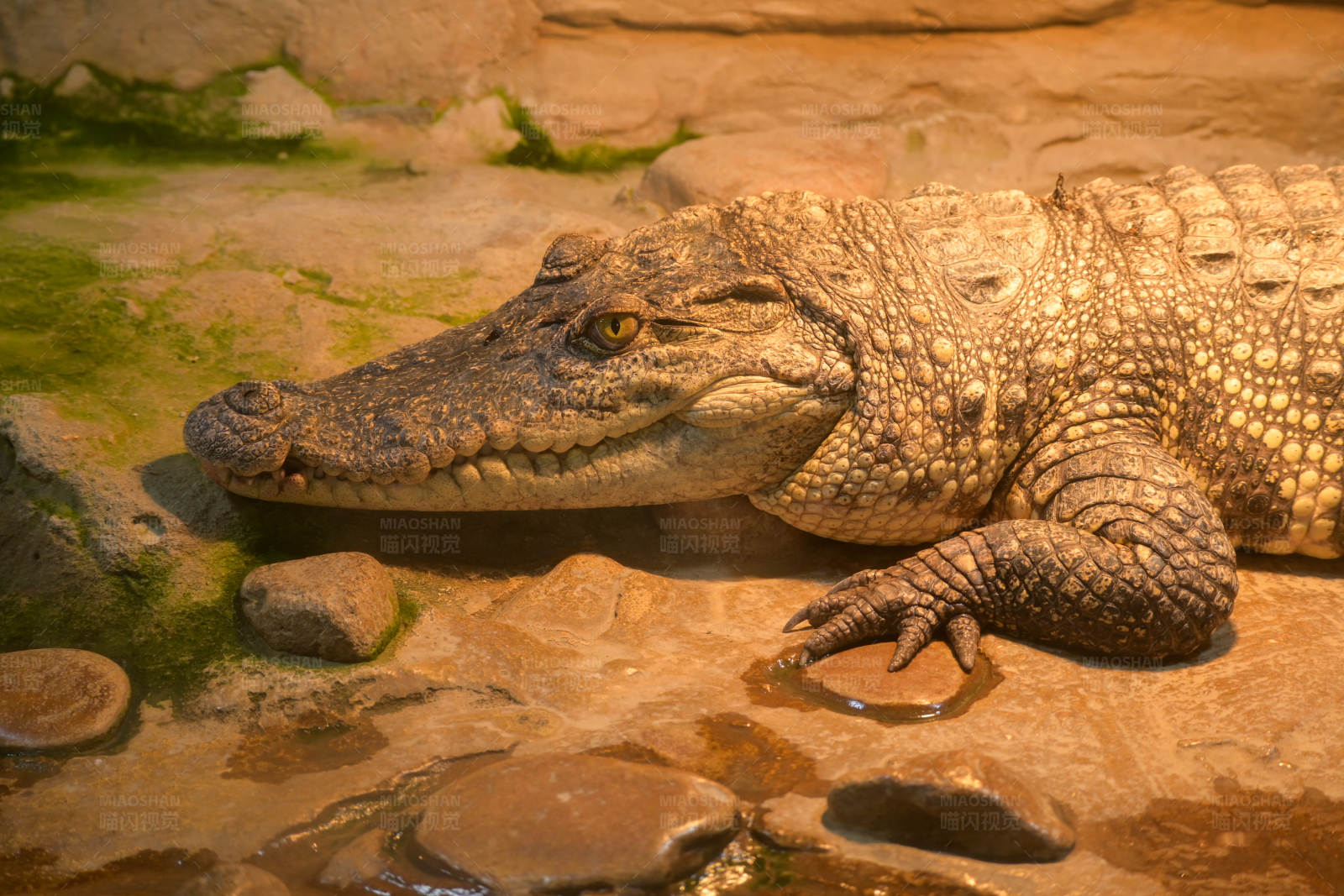 鳄鱼静卧岩石旁图片
