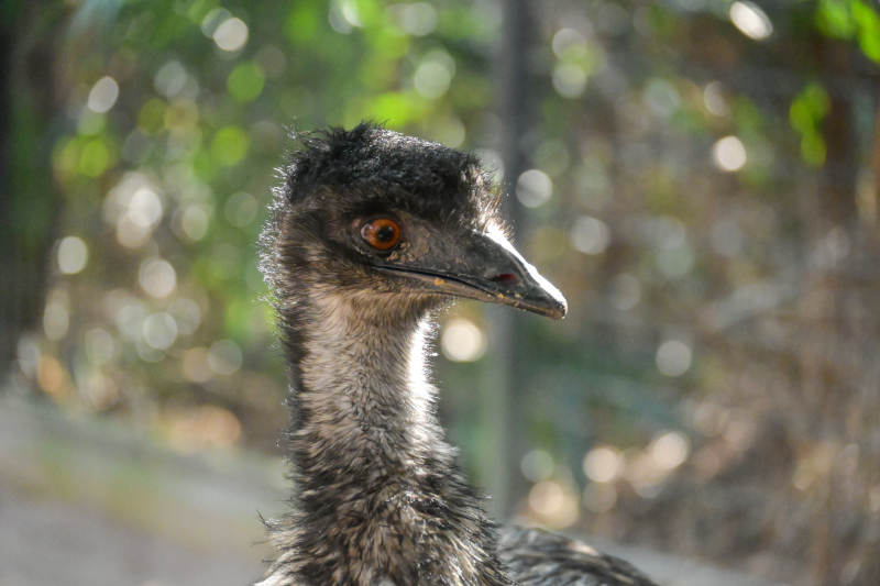 鸵鸟特写 自然背景图片
