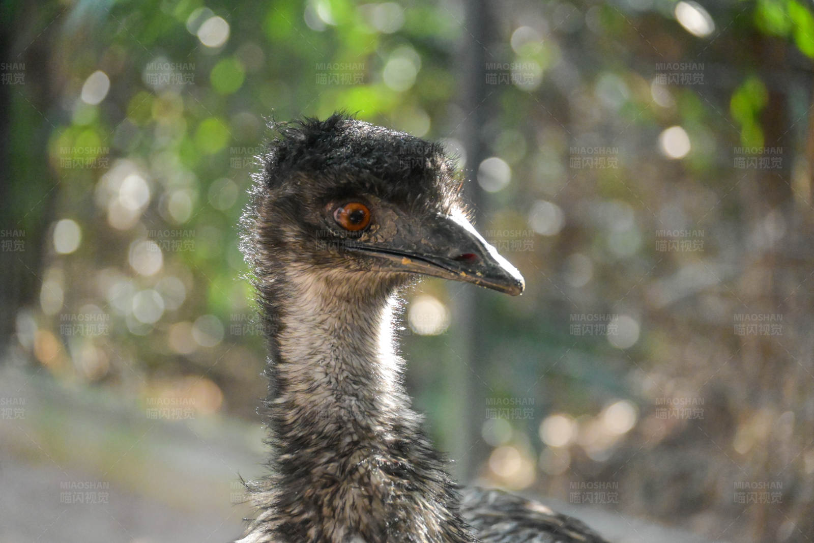 鸵鸟特写 自然背景图片
