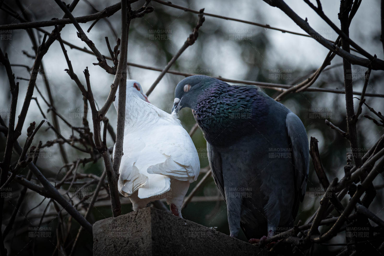 鸽子栖息在树枝间图片