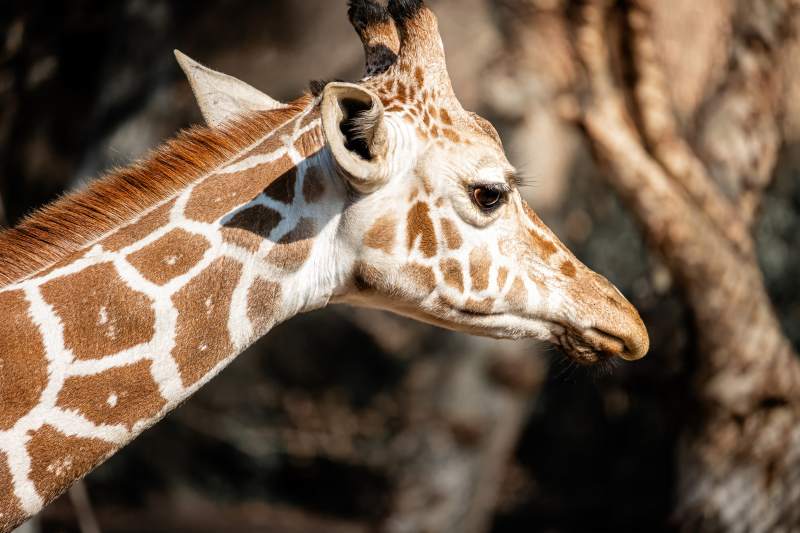 长颈鹿的侧脸特写图片