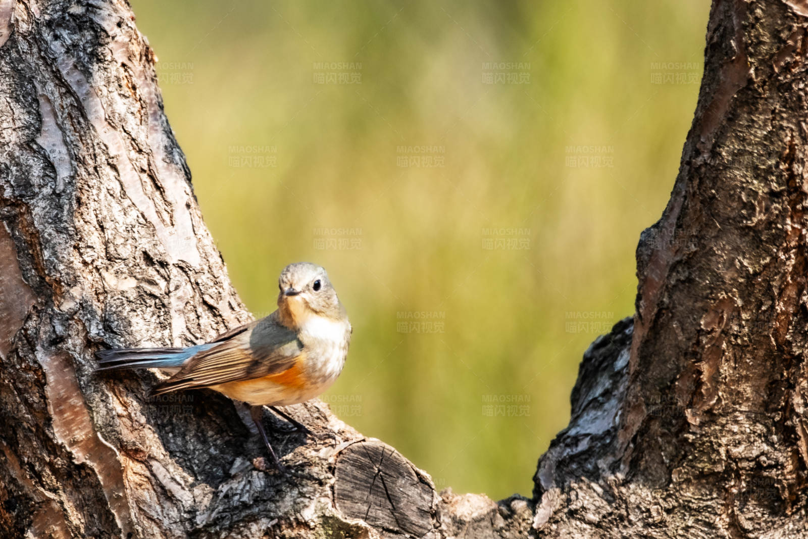 小鸟栖息在树干上图片