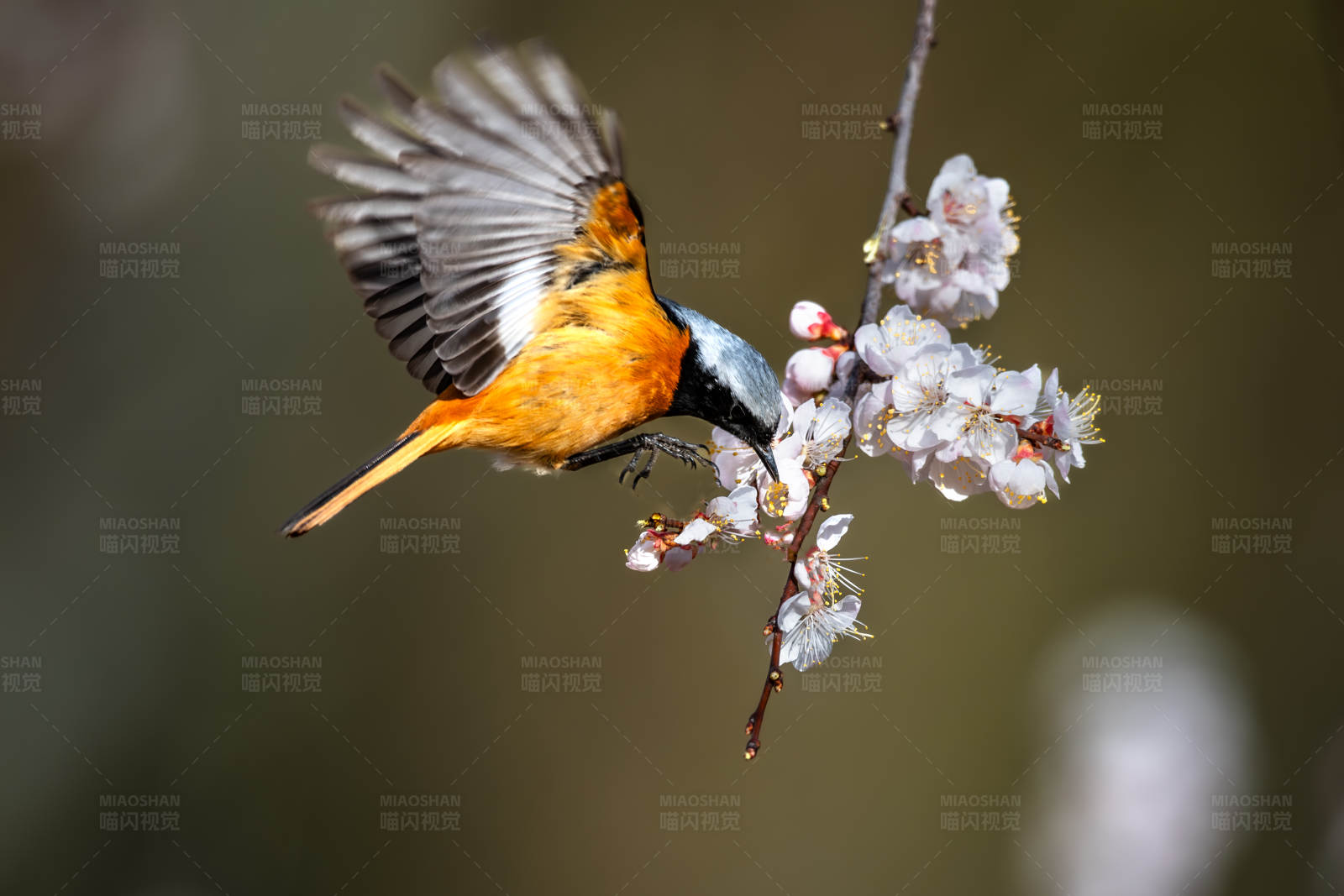 鸟儿与春花共舞图片