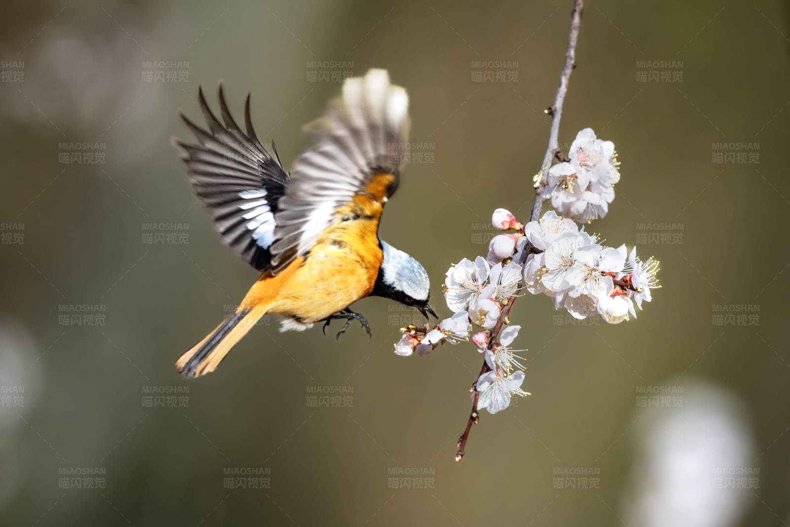 鸟儿与春花共舞图片