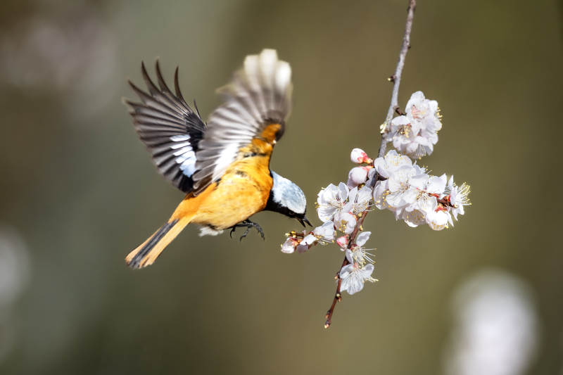 鸟儿与春花共舞图片