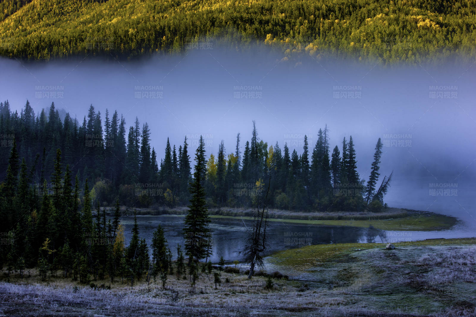 喀纳斯晨雾中的森林河畔图片