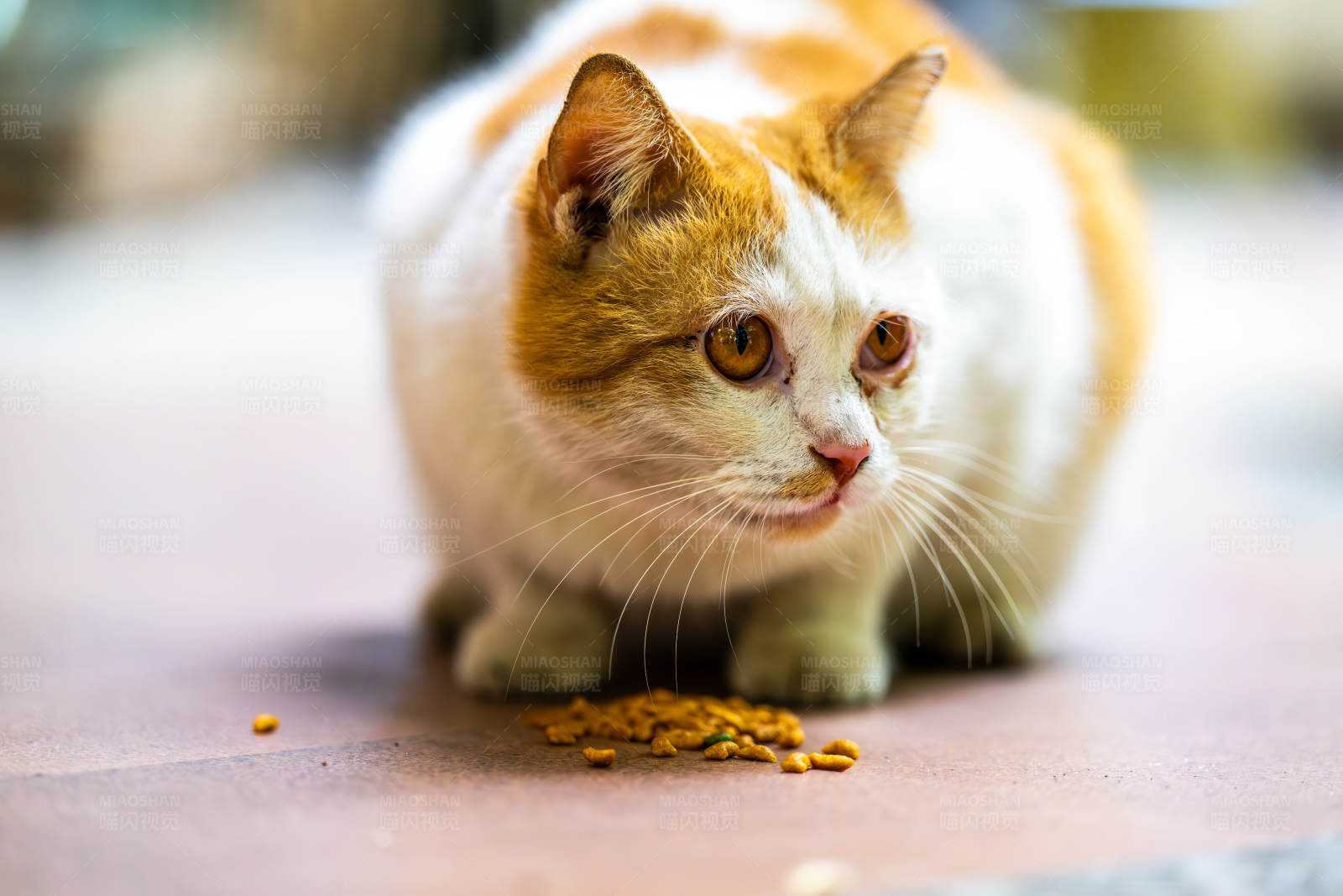 猫咪享用美食图片
