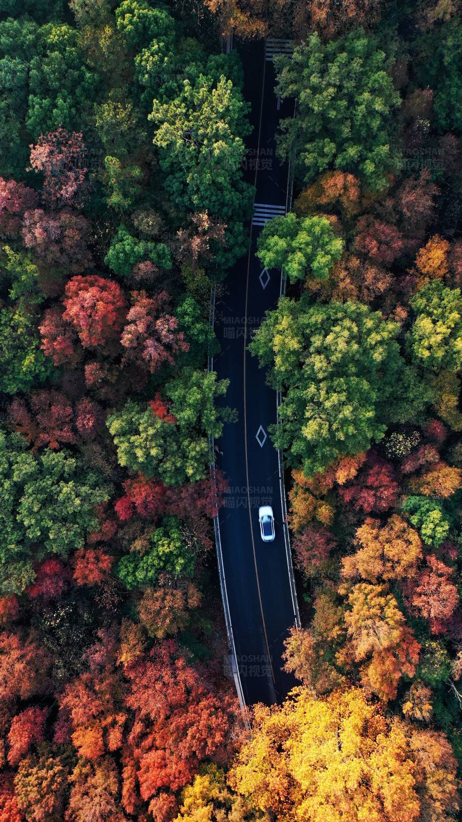 航拍森林中的蜿蜒公路图片