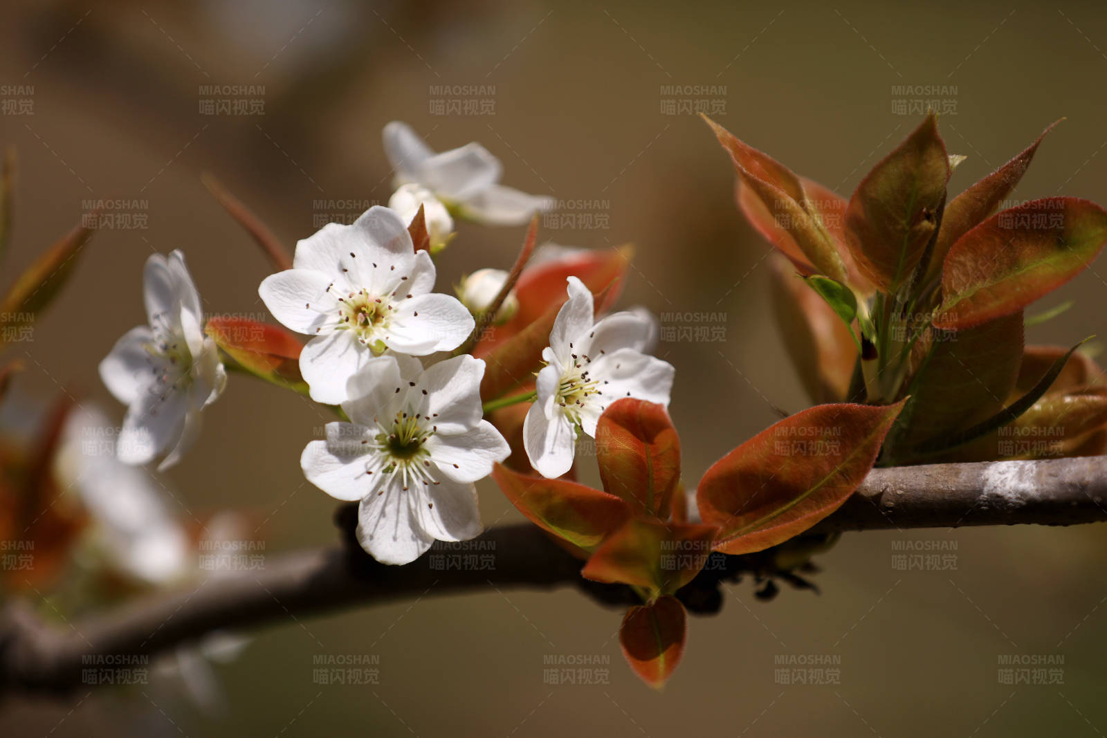 春日梨花开图片