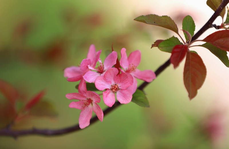 枝头绽放的海棠花特写图片