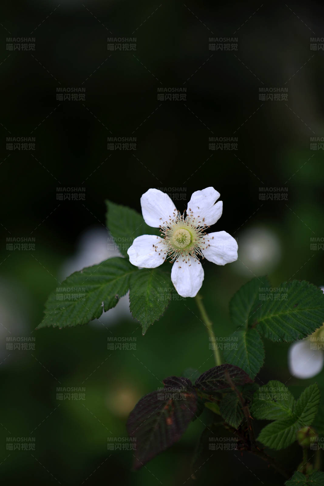 白色野花在绿叶间图片