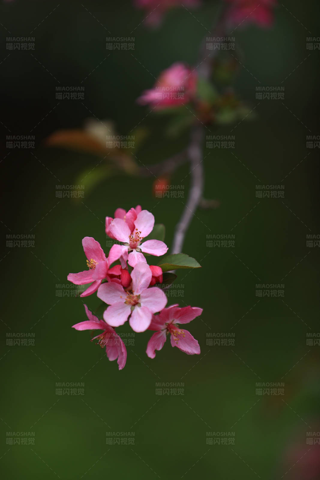 枝头海棠花花簇特写图片