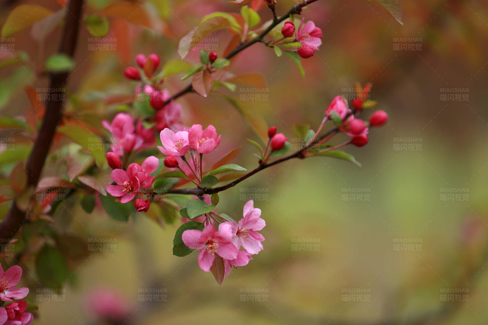 春日海棠花开图片