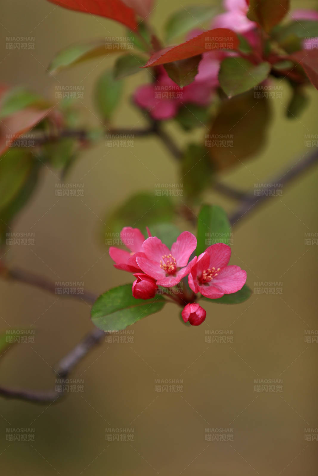 春日海棠绽放图片