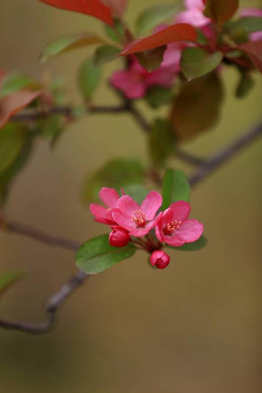 春日海棠绽放图片