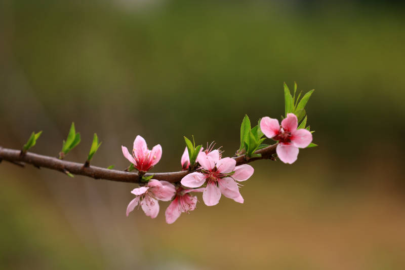 春日桃花盛开图片