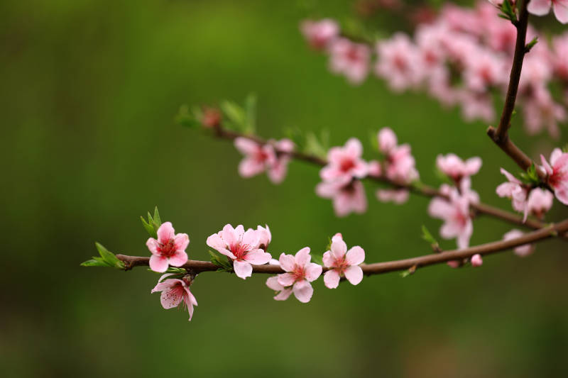 桃花三两枝图片