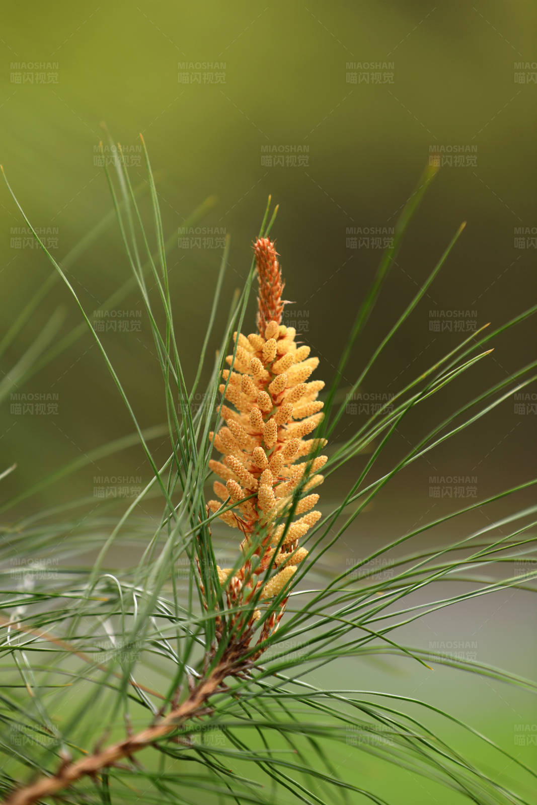松树枝上的黄色花序图片
