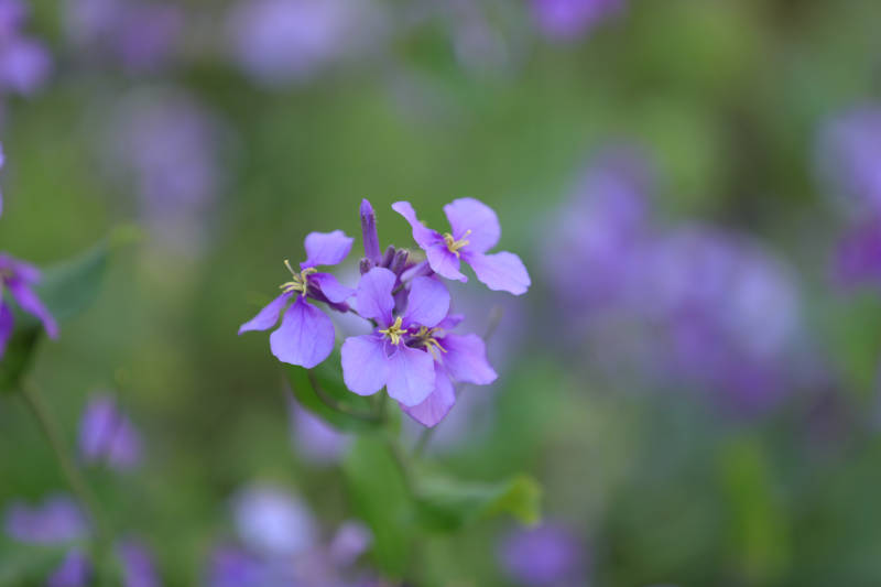 紫色小花在风中摇曳图片