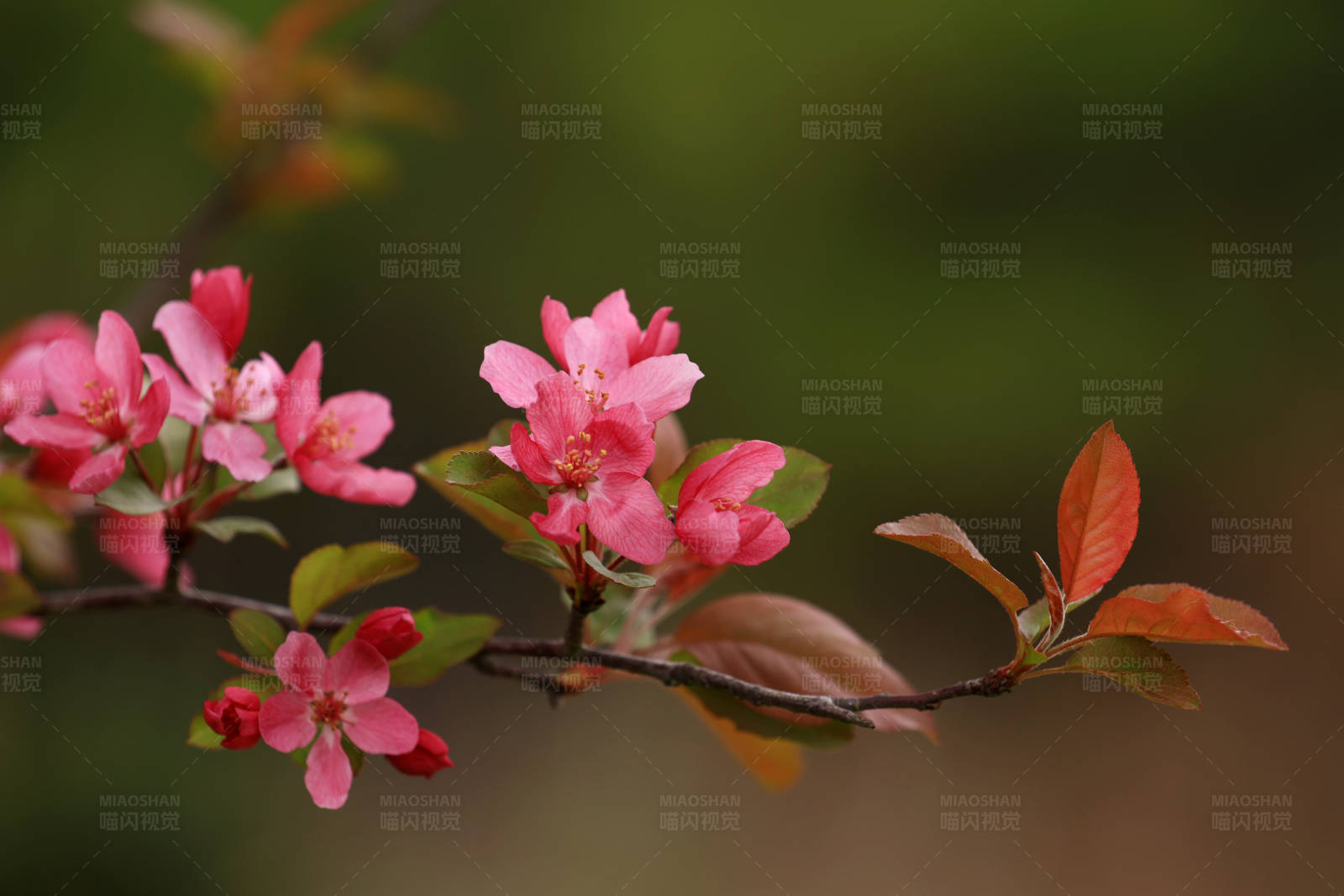 春日海棠花开图片