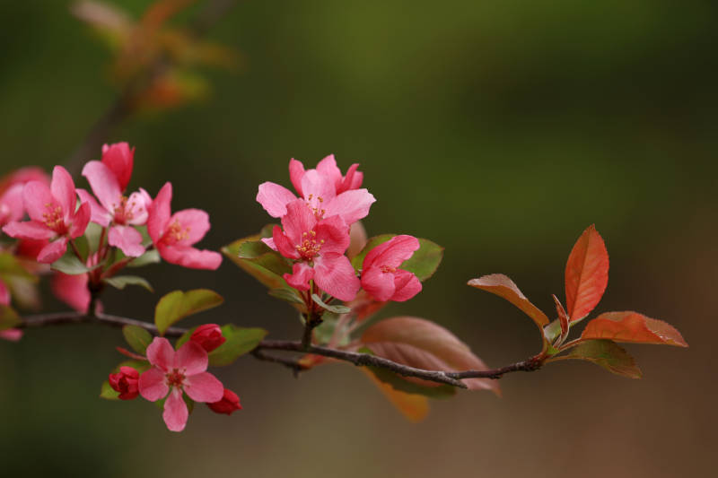 春日海棠花开图片